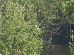 Sterna hirundo