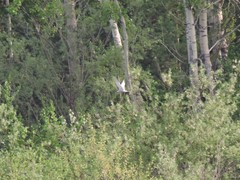 Sterna hirundo