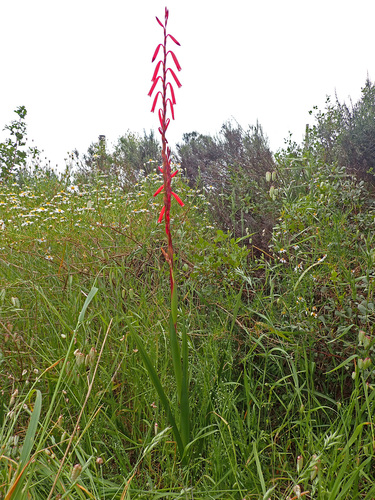 Watsonia aletroides (Burm.f.) Ker Gawl.