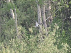 Sterna hirundo