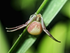 Ebrechtella pseudovatia