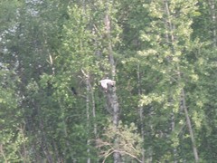 Sterna hirundo