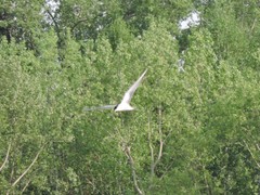 Sterna hirundo