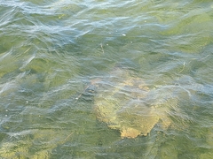 Caretta caretta