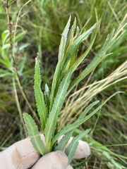 Artemisia dracunculus glauca