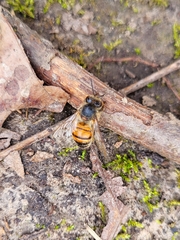 Apis mellifera