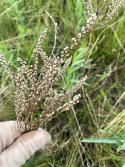 Artemisia dracunculus glauca
