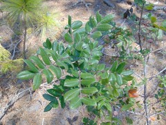 Rhus pachyrrhachis