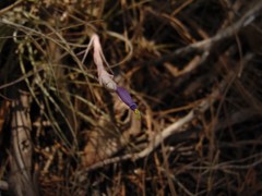 Tillandsia bartramii