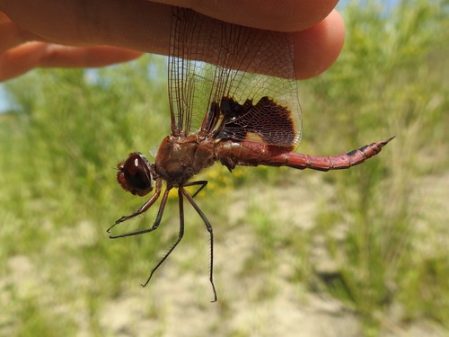 Red Saddlebags