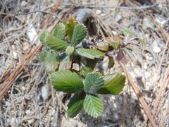 Cercocarpus fothergilloides