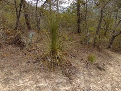 Dasylirion quadrangulatum