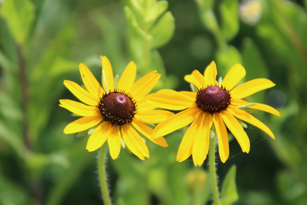 black-eyed Susan
