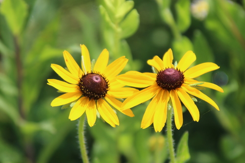 Rudbeckia hirta