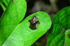 Cyrtonota lateralis