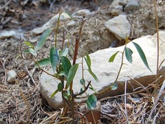 Litsea glaucescens