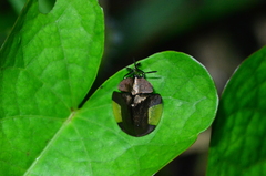 Cyrtonota lateralis