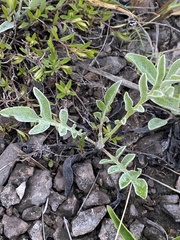 Psephellus turgaicus