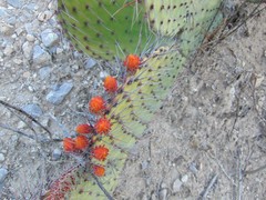 Opuntia stenopetala