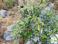 Painteria elachistophylla