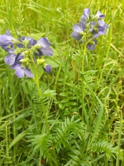 Polemonium caeruleum