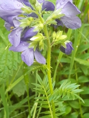 Polemonium caeruleum