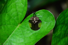 Cyrtonota lateralis