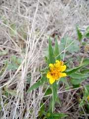 Sclerocarpus uniserialis