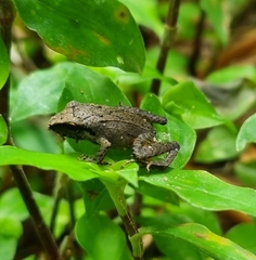 Pristimantis achatinus
