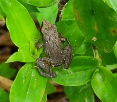 Pristimantis achatinus