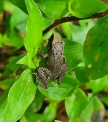 Pristimantis achatinus