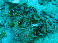 Tridacninae