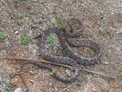 Trimorphodon biscutatus