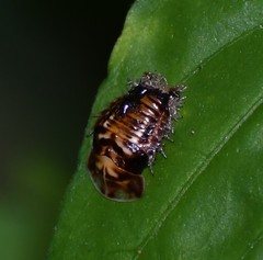 Coptocycla texana