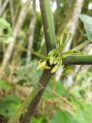 Witheringia solanacea