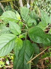 Witheringia solanacea