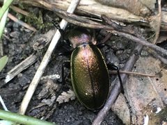 Carabus scheidleri