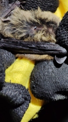 Argas vespertilionis