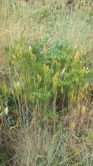 Bromus hordeaceus molliformis