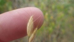 Bromus hordeaceus molliformis