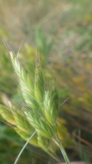 Bromus hordeaceus molliformis