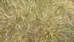 Festuca huonii