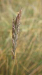 Festuca huonii