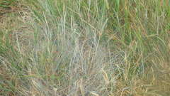 Festuca rubra juncea