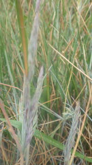 Festuca rubra juncea