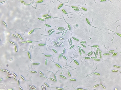 Robillarda sessilis