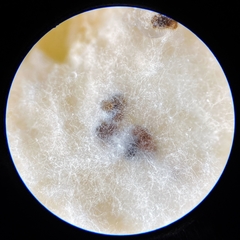 Robillarda sessilis