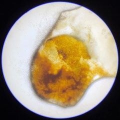 Robillarda sessilis
