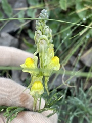 Linaria