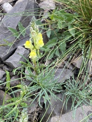 Linaria